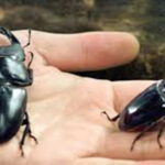 Equipas de Sapadores Florestais com novos equipamentos de proteção individual