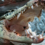 Cérebros de veteranos desvendam segredos sobre a síndrome da Guerra do Golfo