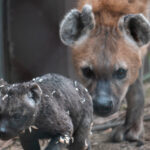 Associação de Beneficiários para o regadio está a ser criada em Cabanelas