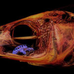 Câmara de Braga lança campanha extraordinária de apoio à esterilização de animais de companhia