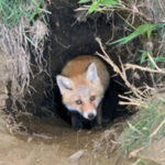 Famalicão arranca para a nova época com 22 jogadores