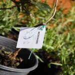 Cemitério com ‘silhuetas de areia’ fantasmagóricas pode pertencer a antigo reino