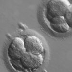 Cientistas encontram potenciais sinais de vida nas nuvens de Vénus