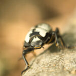 Documento revela que Henrique VIII planeou decapitação de Ana Bolena