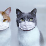 Félix da Costa vai testar IndyCar nos Estados Unidos