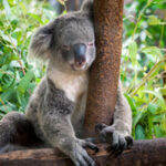 Eurodeputado José Manuel Fernandes recomenda reforço de fundos europeus em programas regionais