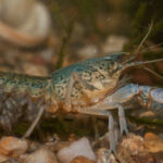 CV30 é o poderoso anticorpo descoberto por cientistas que dá luta ao novo coronavírus