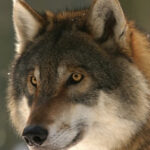 Pintura de Jacob Lawrence desaparecida há 60 anos foi encontrada em Nova Iorque