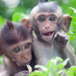 CP oferece viagens aos clientes com necessidades especiais