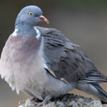 Vila Verde apresenta edição nº14 e 15 do boletim cultural