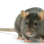 Dieta sem carne associada a risco acrescido de partir ossos