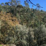 Vereador do PS critica governo por ‘take away’ de restaurantes fechados e hipermercados abertos.