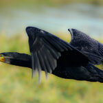 “Eu e Tu Somos Amares” apela ao consumo no comércio local