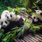 Baú revela a história da última rainha de Madagáscar