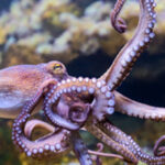 Circulação do ar dentro do carro influencia o risco de transmissão de covid-19