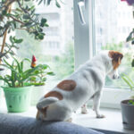 Mais do que caridade, Moçambique precisa de soluções inovadoras