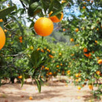 Amares com 121, Terras de Bouro com 59 e Vila Verde com 499 novos casos nos últimos 14 dias