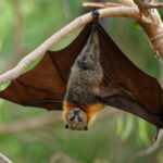 Altice Forum Braga preparado para receber votação antecipada das eleições presidenciais