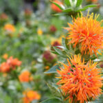 Identificadas mais de 100 estrelas nos destroços da galáxia Sagitário