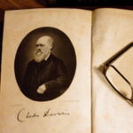 Molécula extraída do açafrão-bastardo pode ser eficaz contra a covid-19