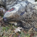 Vitória SC quer vencer Farense e aproximar-se do “pelotão da frente”