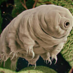 Smoothie de gengibre, cebola, limão e pimenta, Tanzânia rejeita vacinação e defende remédios naturais