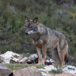 Crimes relacionados com exploração sexual de menores online aumentaram