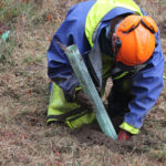 CTT e Quercus plantam 8000 árvores doadas através da iniciativa “Uma Árvore pela Floresta” e lançam passatempo