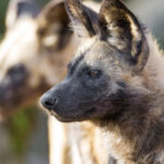 ‘Traição’ de Nogueira custou caro e Moreirense vence Gil Vicente