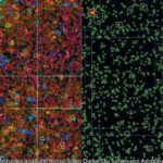Mel norte-americano ainda contém resíduos radioativos de testes nucleares da Guerra Fria