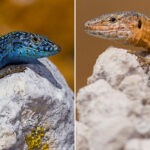 Portugueses disponíveis para aderir a novos métodos de gestão de embalagens