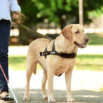 Na Grécia, há uma planta que cheira a insetos mortos de propósito