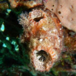 Estudo mostra que a aspirina pode ajudar o cérebro a “proteger-se” da poluição