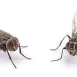 Engenheiro francês acredita ter descodificado as últimas mensagens do Assassino do Zodíaco