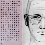 Mosca “impostora” mostra grande potencial no processo de polinização