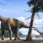 Criação urgente de consultas de podologia no SNS para redução da taxa de amputações