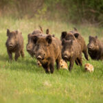 Descoberto tesouro na Ilha de Man com as ‘bitcoins’ do tempo dos Vikings