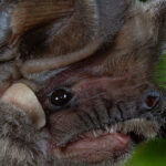 Polícia tira carta e carro a jovem que acumulou 150 mil euros em multas