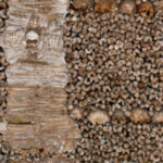 Dieta vegetariana pode estar associada a altos níveis de depressão