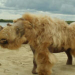 Bactéria que ‘come carne’ está a causar mortes na Flórida