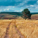 Portugal regista mais 1.223 casos de Covid-19 e dez mortes