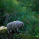 Especialista revela hábitos que podem ajudar os cães a ter uma vida mais longa e saudável