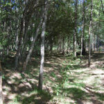 Louvor ao ex-diretor do Agrupamento de Escolas de Prado publicado em Diário da República