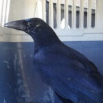 Presidentes de Junta social-democratas do concelho de Braga apoiam Paulo Rangel