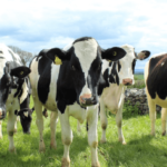 Municípios do Norte absorvem 40% dos fundos do Portugal 2020