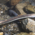 Amas do distrito manifestam-se, amanhã, na Segurança Social em Braga