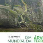 Crianças deixam monte “mais verde” em Vila Verde