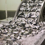 Arquiteto da Câmara de Terras de Bouro e autarcas ilibados por moradias ilegais no Gerês