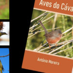 Aliança Luso-Britânica é o tema central de dois espetáculos do Conservatório de Música Calouste Gulbenkian de Braga