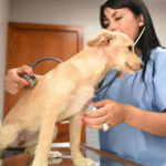 Carlos Carvalhal já não é treinador do SC Braga